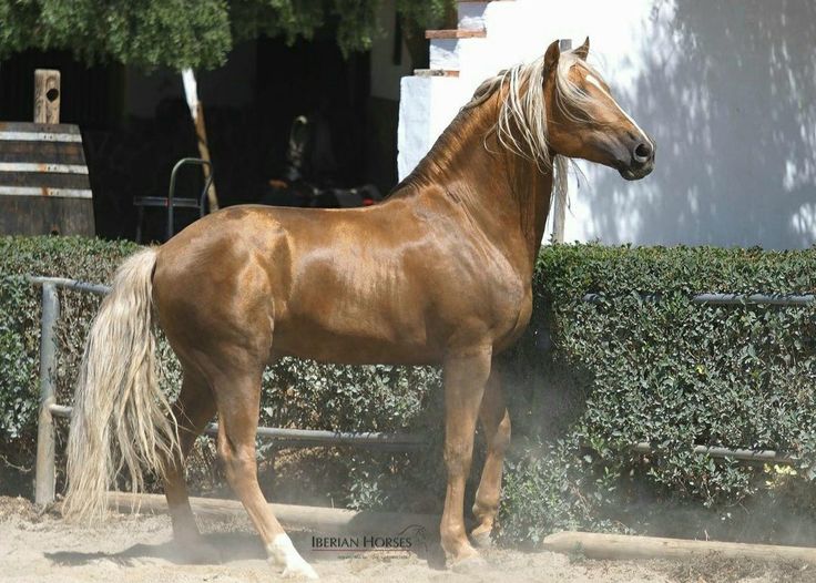 a brown horse standing in front of a fenced area with shrubbery behind it