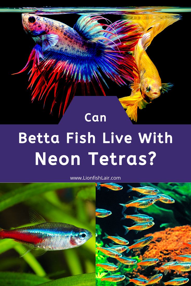 an aquarium with different types of fish and text that reads can betta fish live with neon tetras?