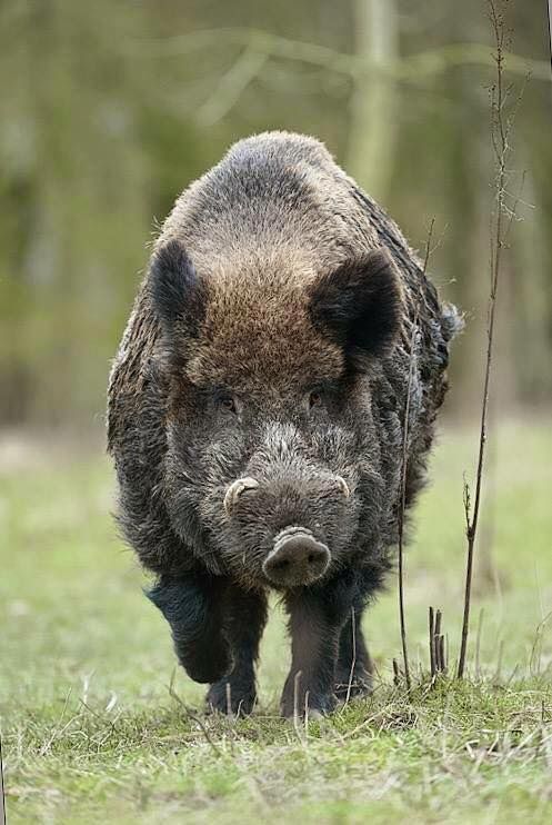 a wild boar is walking through the grass