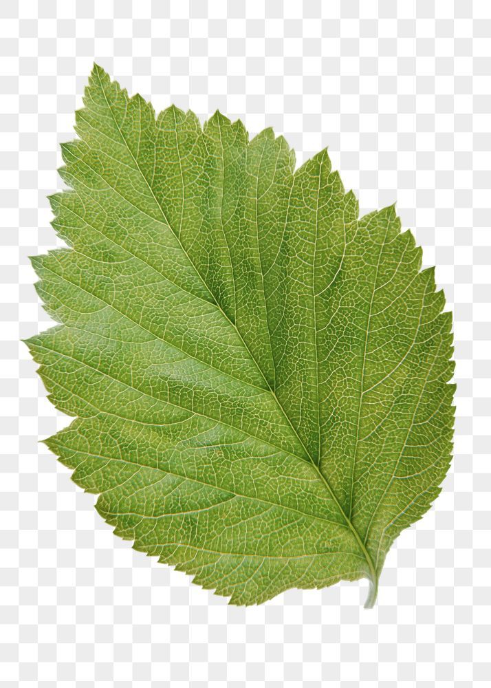 a green leaf on a white background with no leaves in the foreground, transparent and png