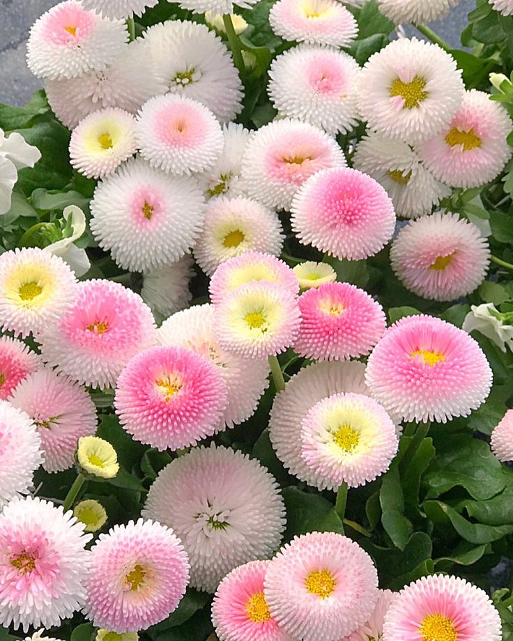 many pink flowers with yellow centers in the center