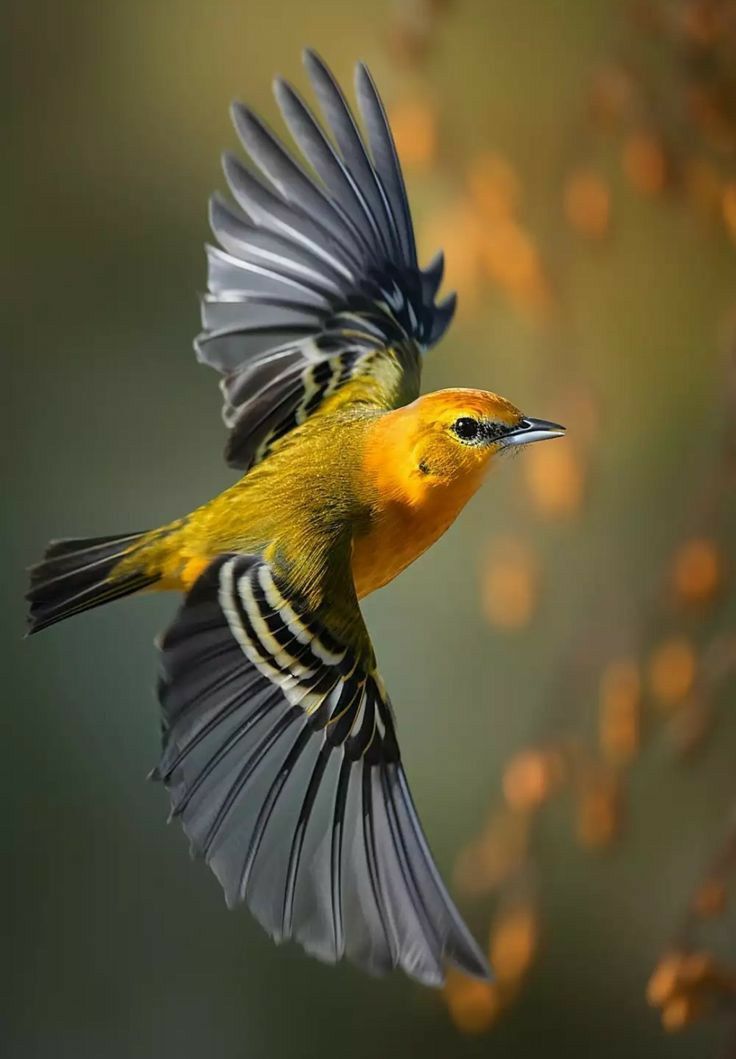 a yellow and black bird flying in the air with it's wings spread out