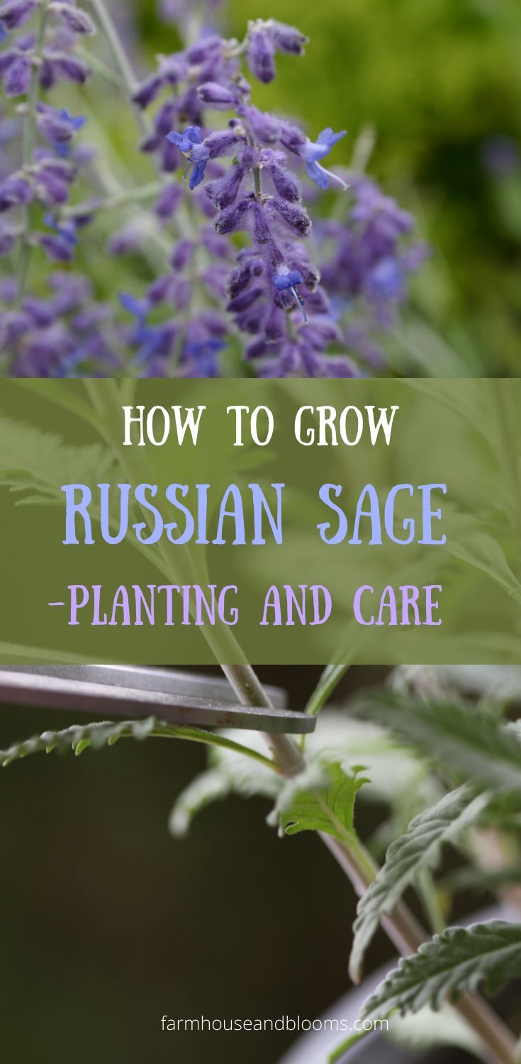 two pictures of Russian Sage plants Sage Bush, Autumn Sage, Russian Sage, Sage Plant, Purple Sage, Perennial Flowers, This Heat, Hardy Perennials, Garden Borders