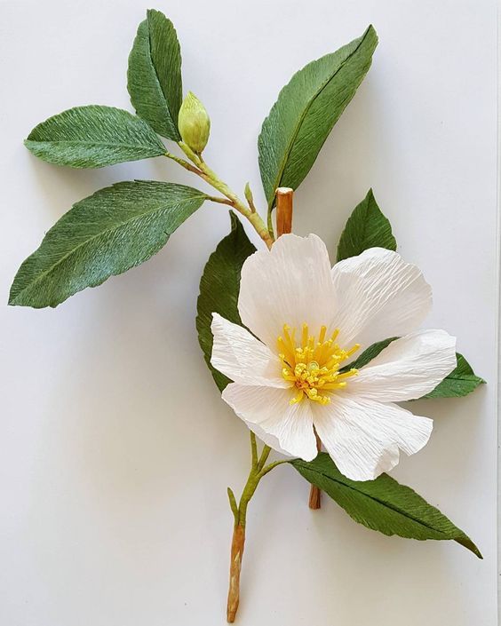 a white flower with green leaves on it