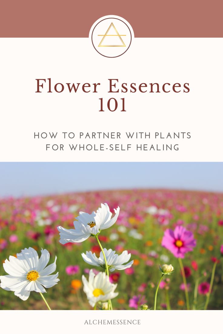 flower essens 101 how to partner with plants for whole - self healing