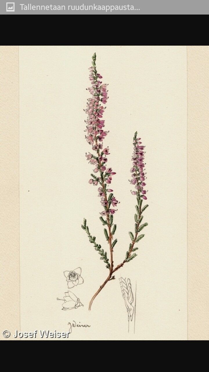 a watercolor drawing of a plant with purple flowers