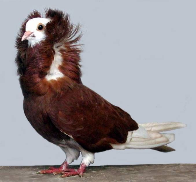 a brown and white bird standing on top of a wooden floor next to a gray wall