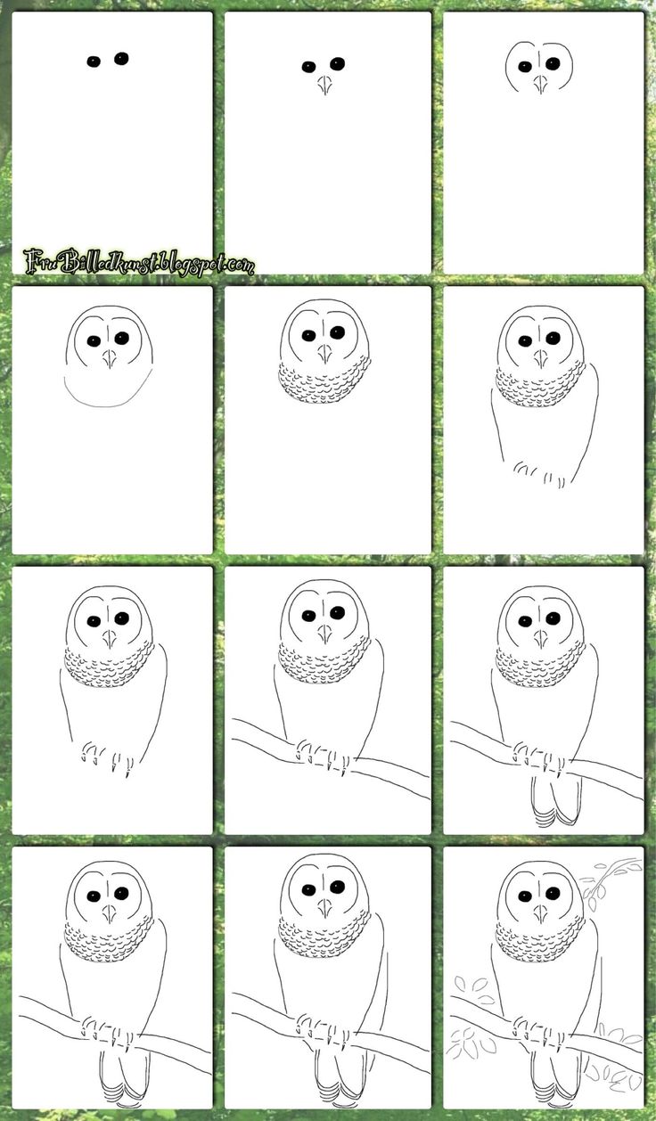 an owl is sitting on a tree branch and has four different pictures to color in