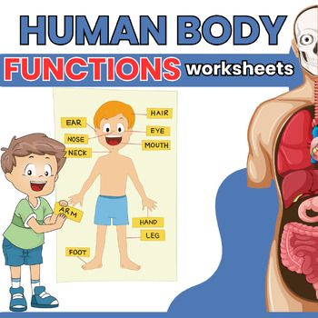 the human body functions worksheets for kids and adults to learn their body parts