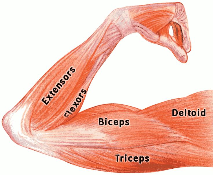 the muscles are labeled in this diagram