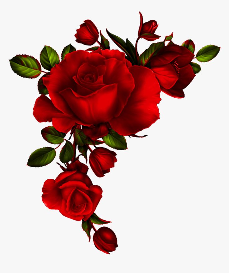 a bunch of red roses on a white background