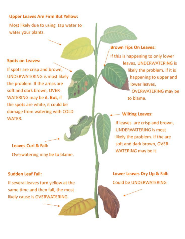 the parts of a plant that are labeled in english and spanish, with instructions on how to grow it