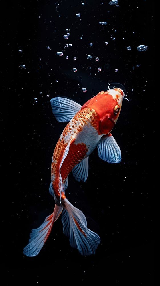 an orange and white koi fish swimming in water with bubbles on it's side