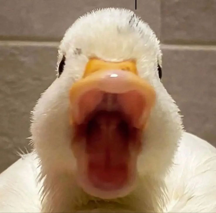 a close up of a duck with its mouth open