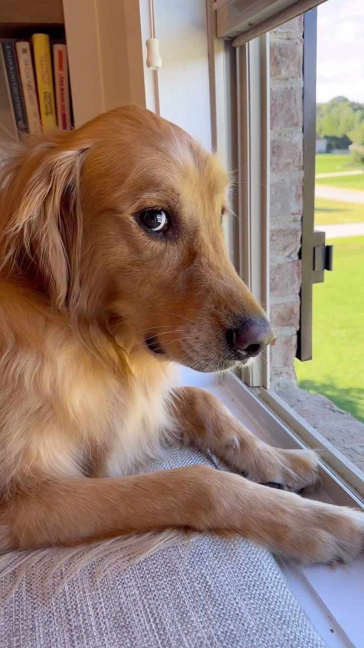 a brown dog sitting on top of a window sill