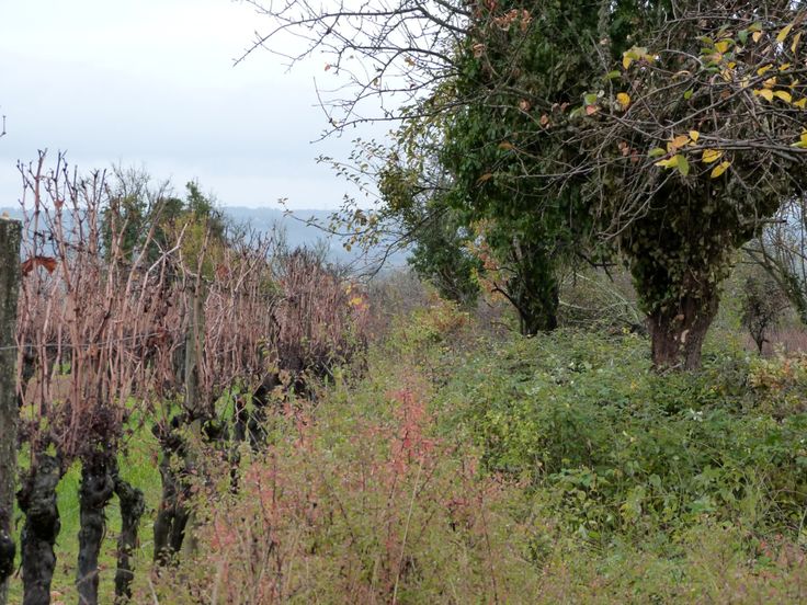 an overgrown field with trees and bushes in the background