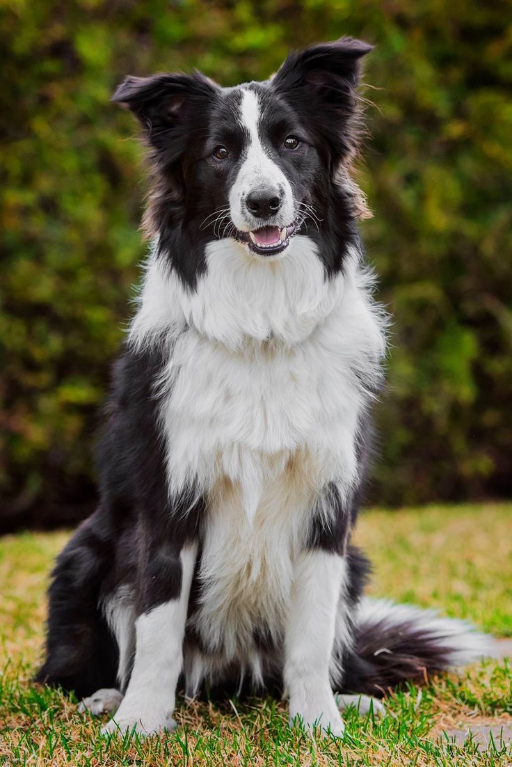 a black and white dog sitting in the grass