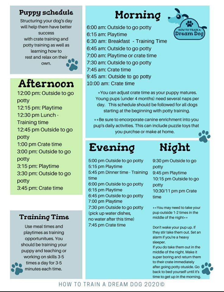 the flyer for an upcoming dog training event with information on how to use it and what to do