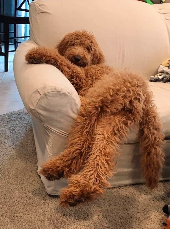 a brown dog laying on top of a white couch