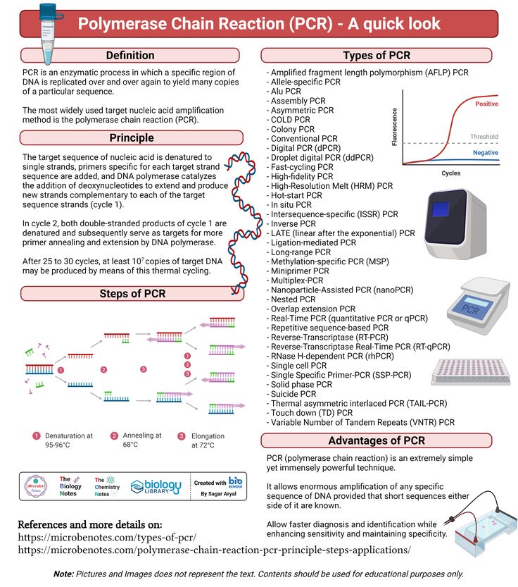 Polymerase Chain Reaction (PCR) Polymerase Chain Reaction Notes, Polymerase Chain Reaction, Pcr Technique, Microbiology Study, Microbiology Lab, Biochemistry Notes, Learn Biology, Organic Chemistry Study, Medical Laboratory Scientist