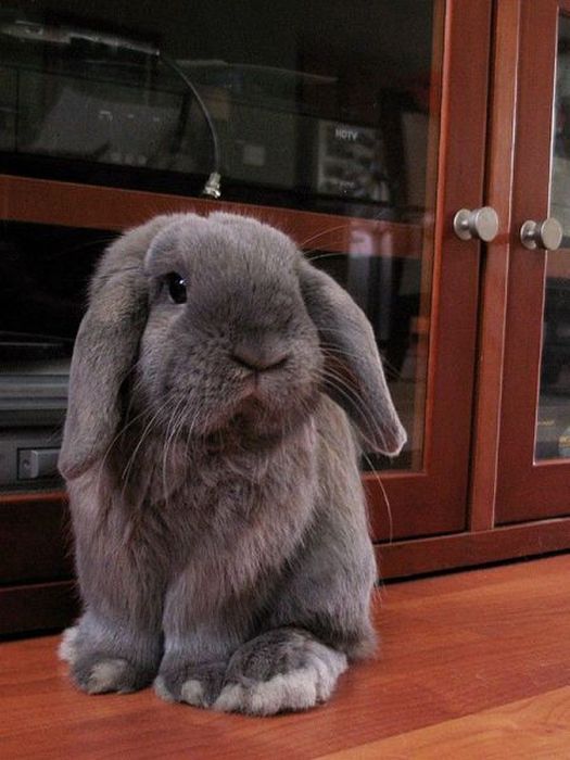 a gray rabbit sitting on top of a wooden floor