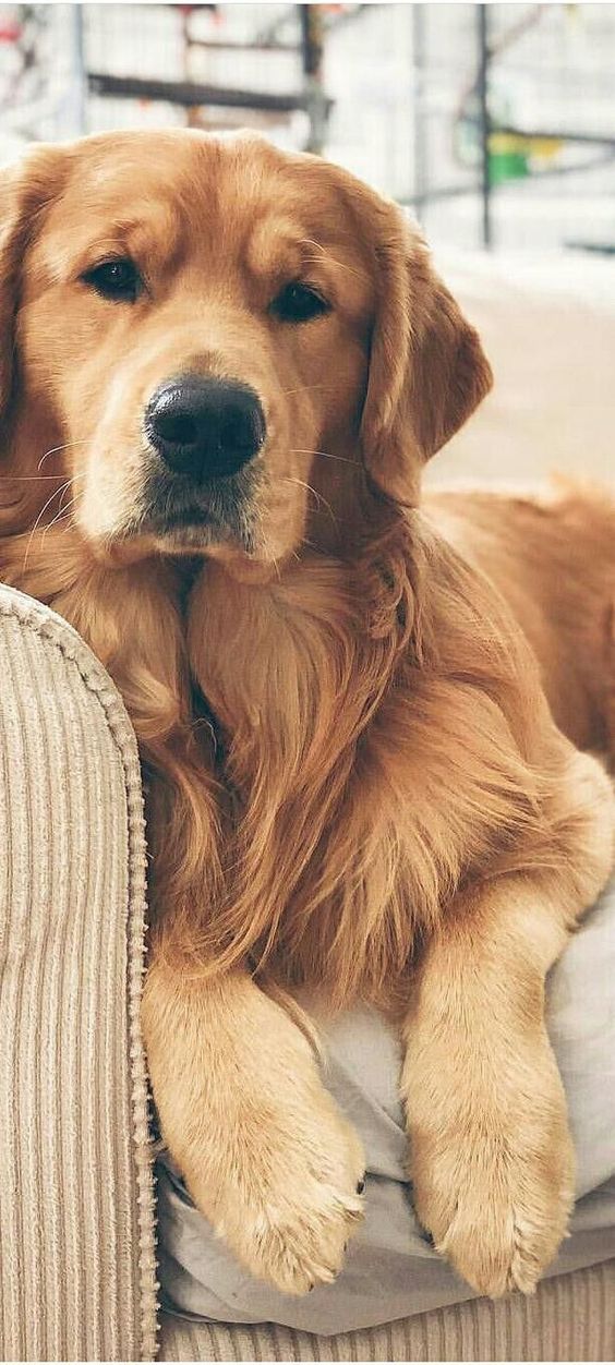 a large brown dog laying on top of a couch