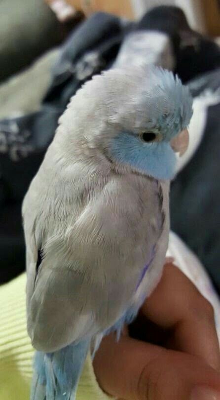 a small blue and white bird perched on someone's hand