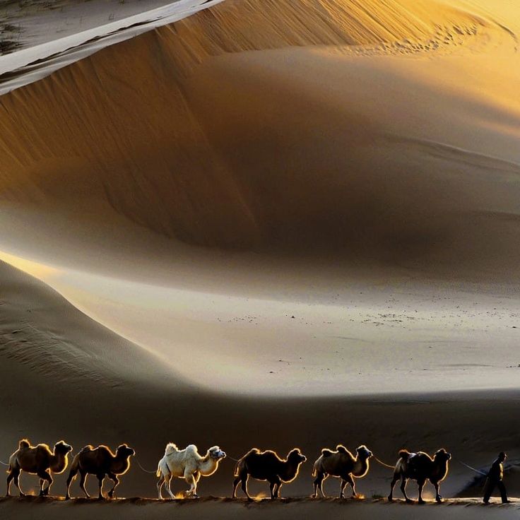 a group of people riding camels across a sandy desert field in front of sand dunes