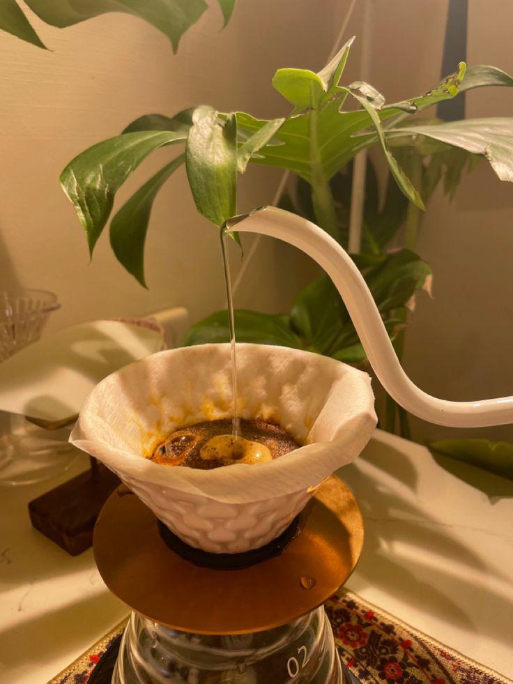 a potted plant is sitting on top of a coffee filterr in the middle of a table