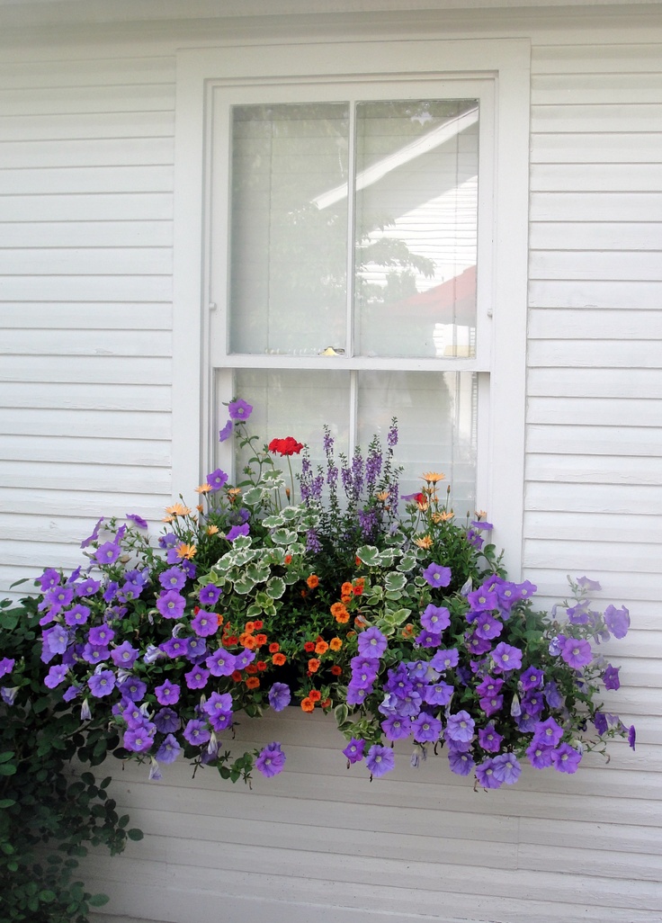 a window box filled with purple and orange flowers