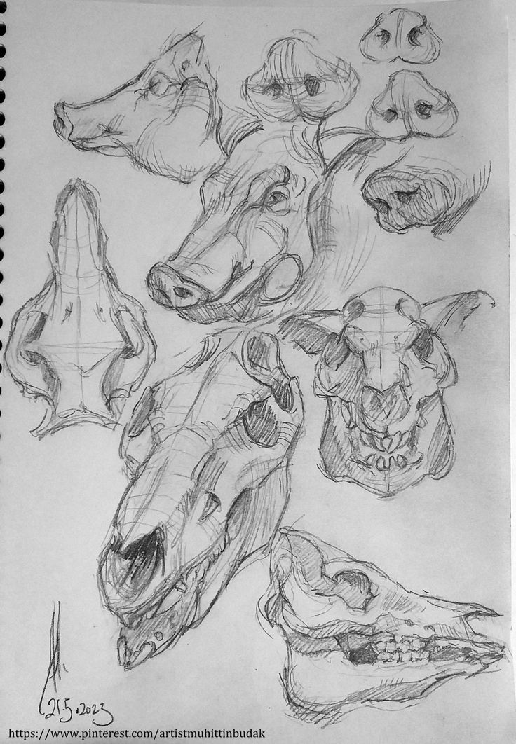 a pencil drawing of various animal heads