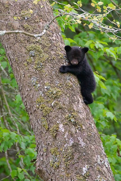 a black bear cub climbing up the side of a tree