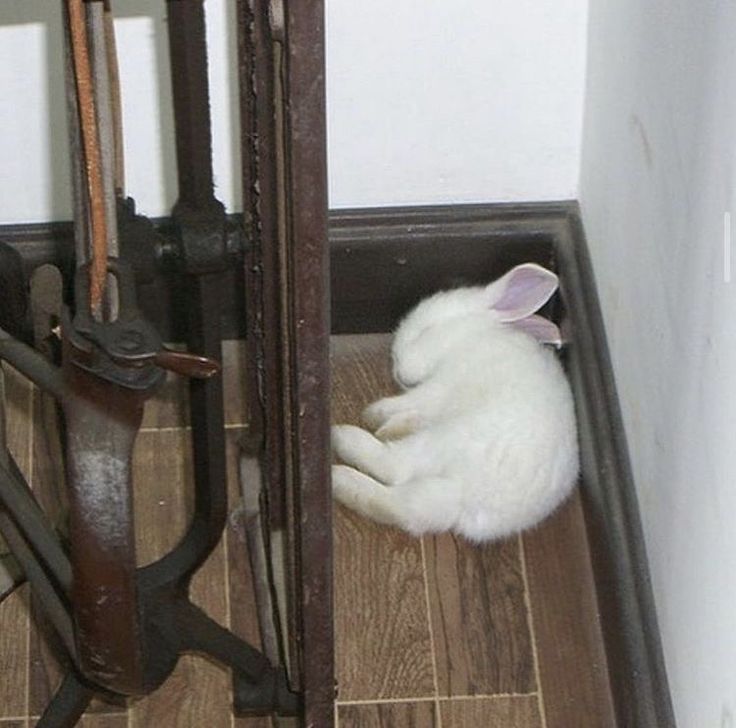 a white cat laying on top of a wooden floor next to an iron gate and door