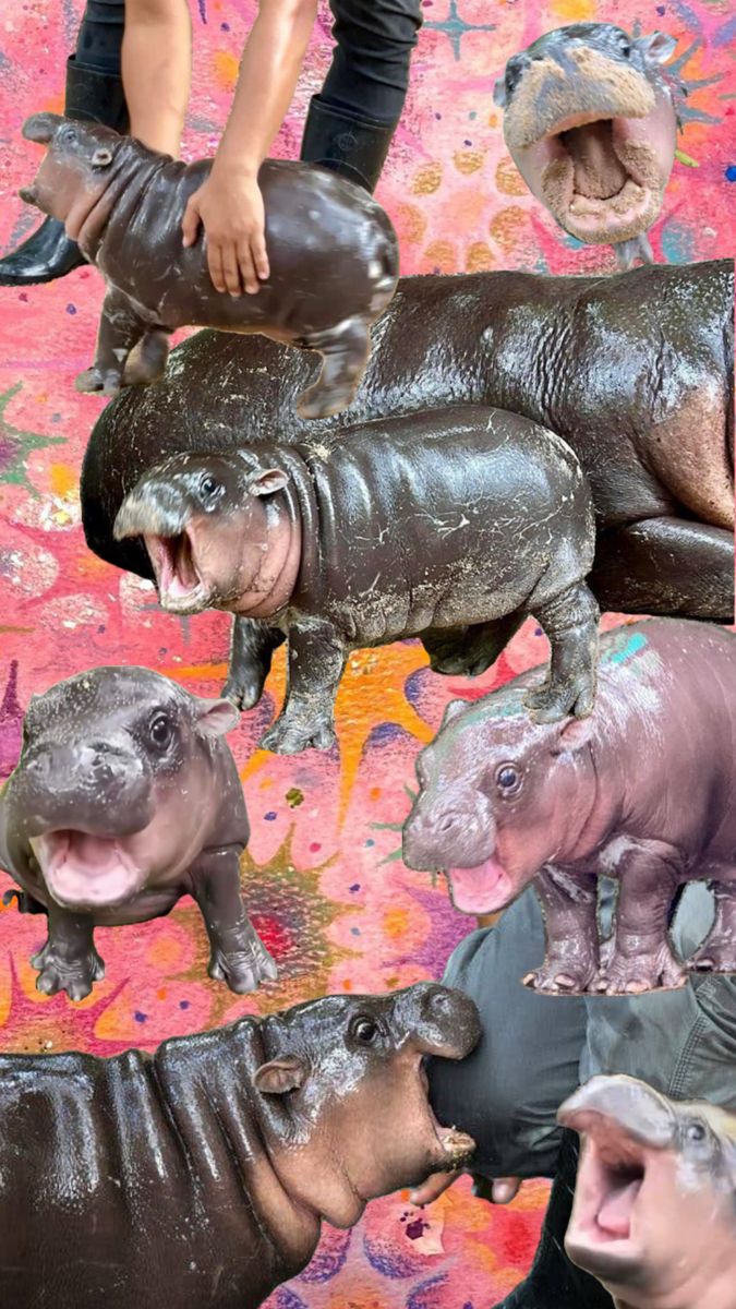 various images of hippopotamuss with their mouths open and people standing around them