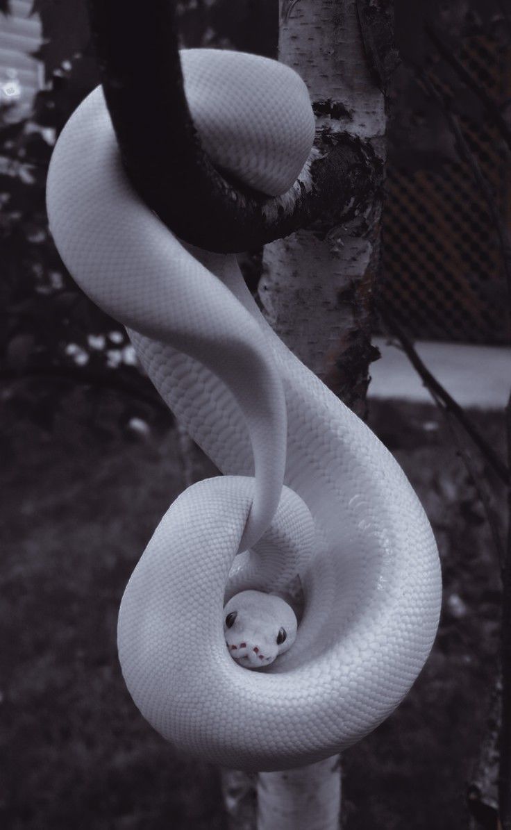 a white snake is curled up on a tree branch with its head in the middle