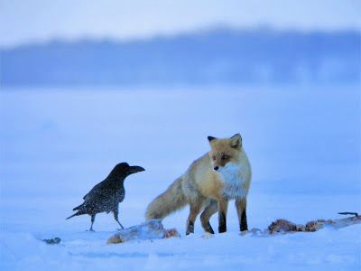 two foxes standing in the snow next to each other and one is looking at something