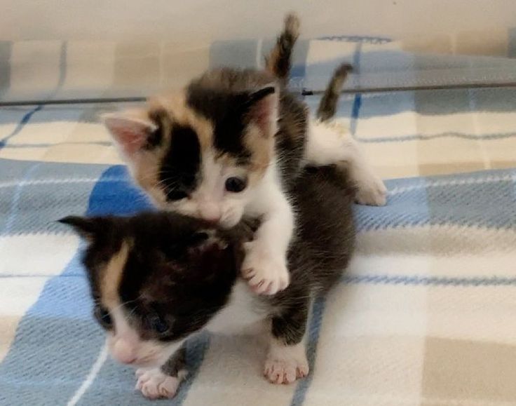 two kittens playing with each other on a blanket