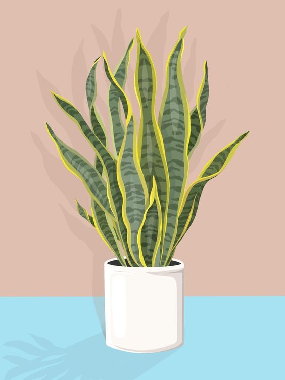 a potted plant sitting on top of a blue table next to a pink wall