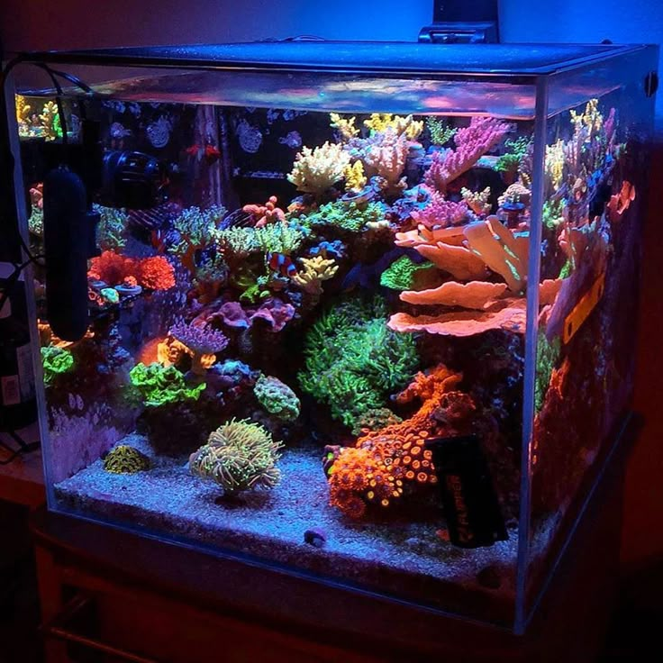 an aquarium filled with lots of different types of corals and algae in the water