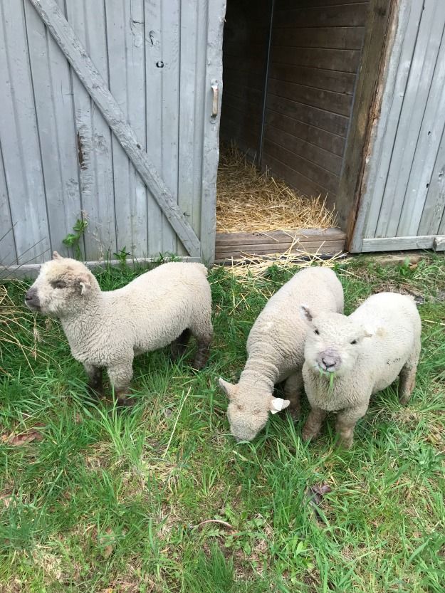 two lambs are standing in the grass near a barn door and another sheep is looking at the camera