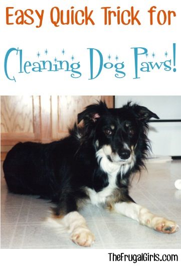 a black and white dog laying on the floor with text overlay that reads easy trick for cleaning dog paws