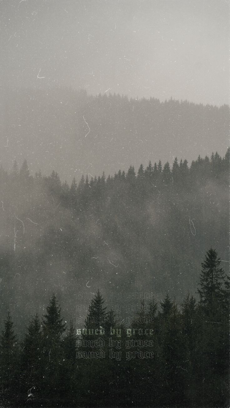 trees in the foreground with fog over them