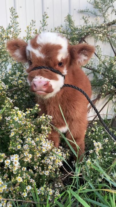 a brown and white baby cow standing on top of a lush green field next to flowers