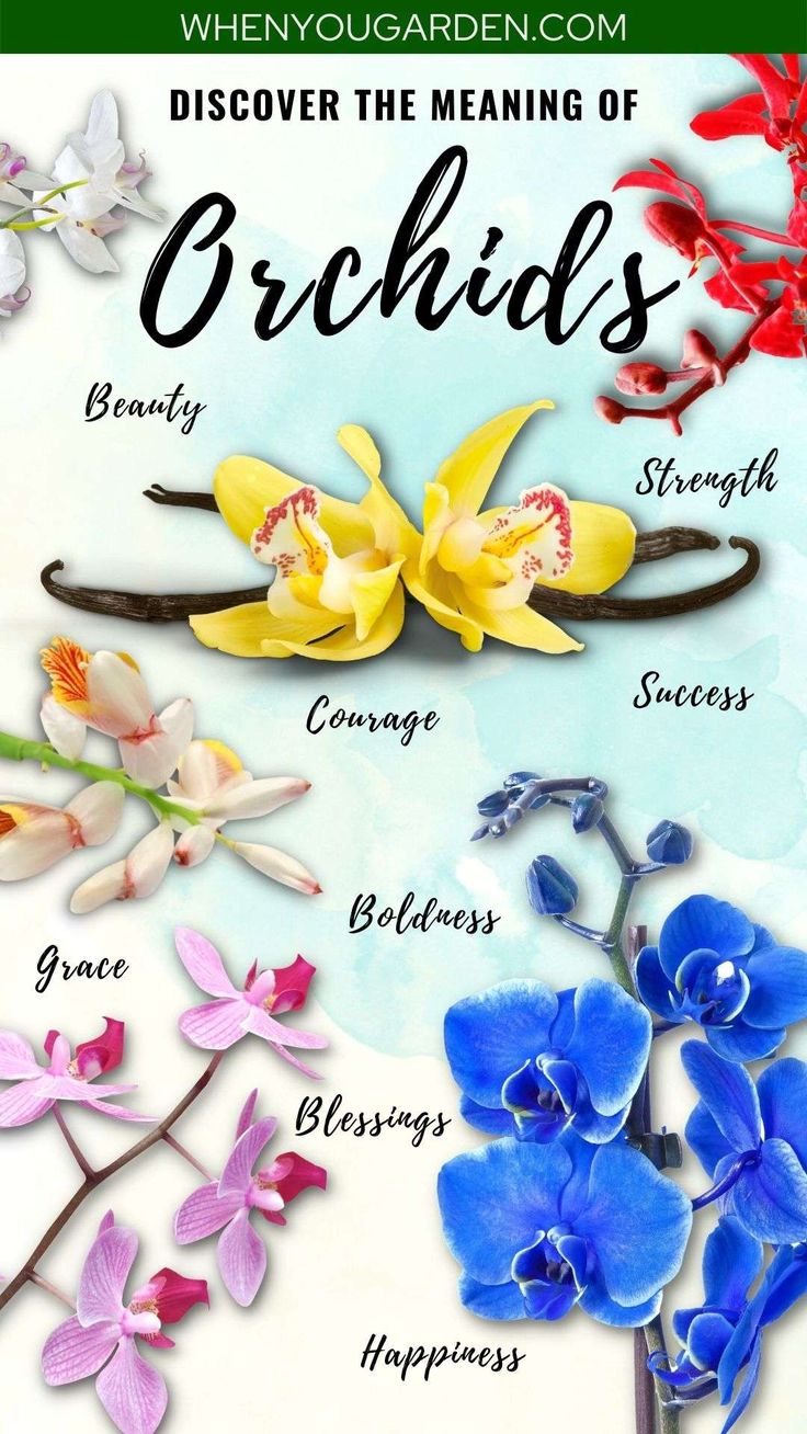 the meaning of orchids and their meanings in different languages, with pictures of them