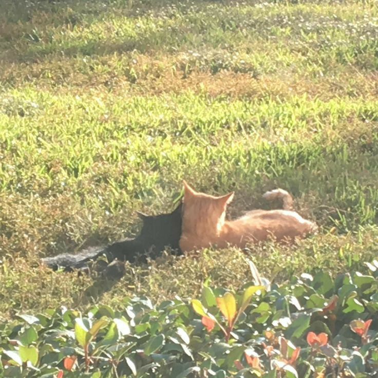 two cats laying in the grass near each other