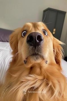 a golden retriever is looking up at the camera