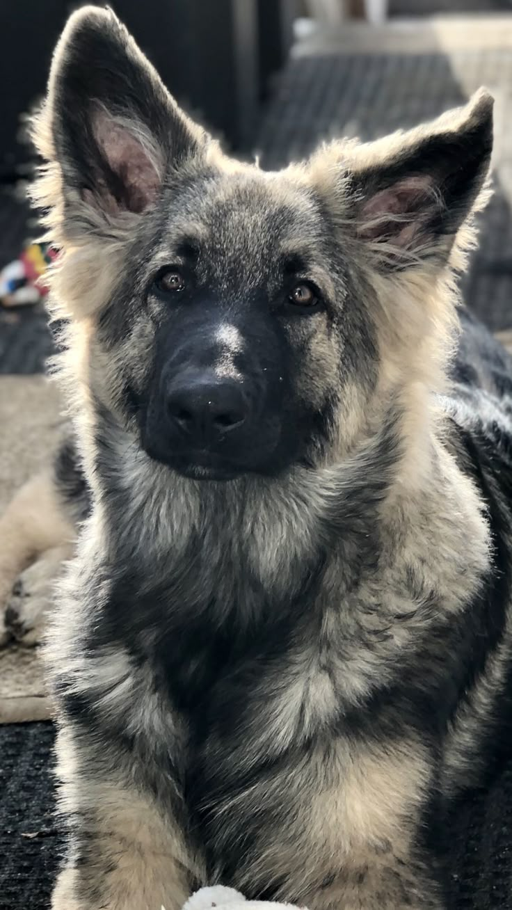 a dog laying down on the ground looking at the camera with an alert look to its face