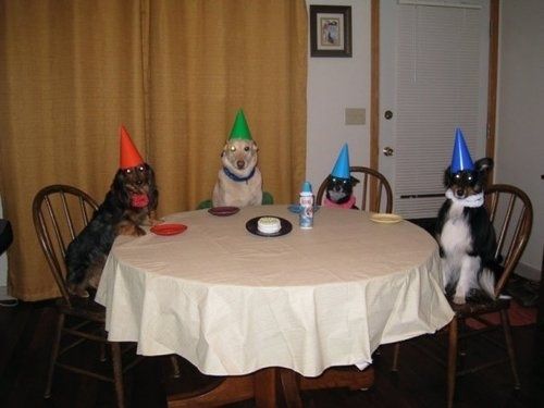 three dogs wearing party hats sitting at a table