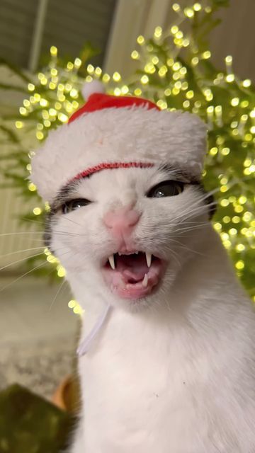 a white cat wearing a santa hat with its mouth open and tongue out in front of a christmas tree