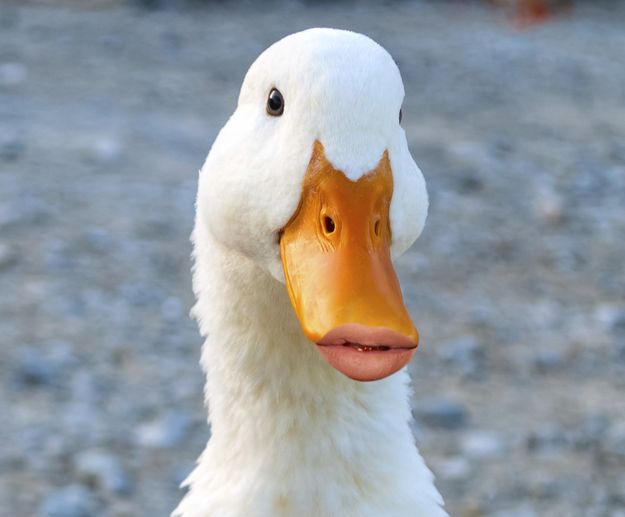 a close up of a white duck with an orange beak